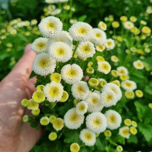 Feverfew 'Snowball', 200 Seeds