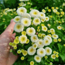 Feverfew 'Snowball', 200 Seeds