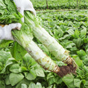Heat-Resistant No.1 Stem Lettuce Seeds, 10g