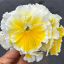 U2334 Da Danta Ruffled Viola, 5 Seeds