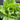 'Lvmei' Italian Leaf Lettuce Seeds, 10g