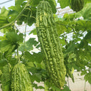 'Saibilu' Bitter Melon Seeds, 50g