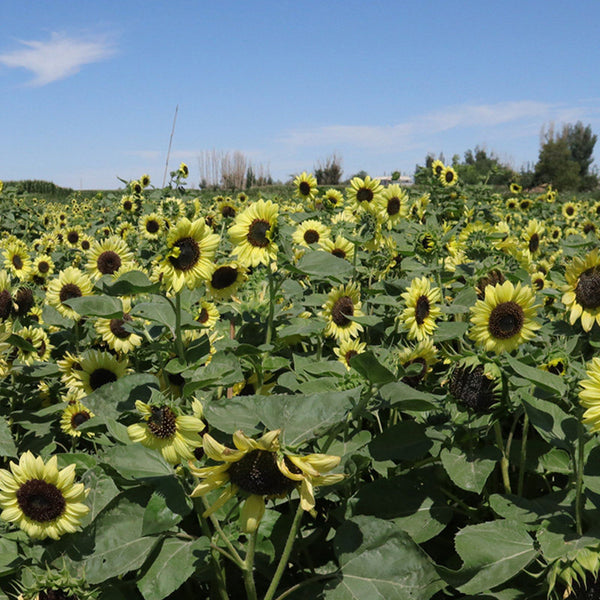 'Green Crown' Ornamental Sunflower Seeds, 1g