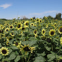 'Green Crown' Ornamental Sunflower Seeds, 1g