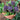 U2421 Early Purple Sprouting Broccoli, 10 Seeds