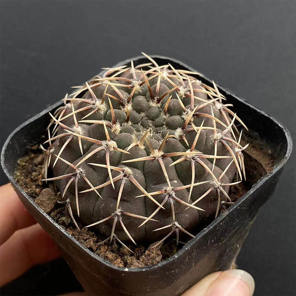 Gymnocalycium quehlianum, 3-4cm