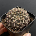 Gymnocalycium quehlianum, 3-4cm