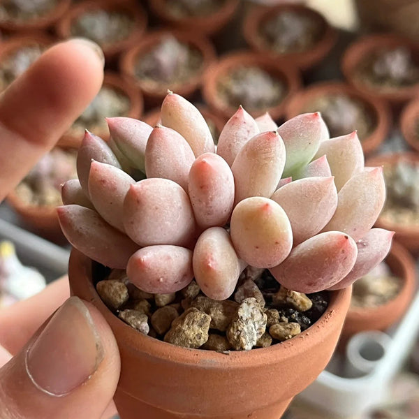 Echeveria 'Perfume'‌, 2pcs x 1-head