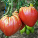 W954 Hungarian Heart Tomato, 10 Seeds