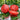 118 Sweet Cupcake Tomato, 5 Seeds