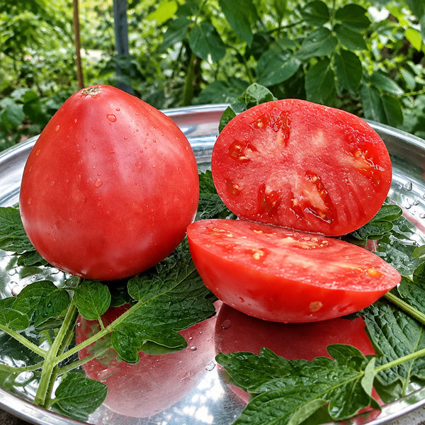 118 Sweet Cupcake Tomato, 5 Seeds