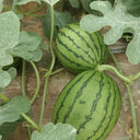 'Crimson Jewel' Red Flesh Watermelon Seeds, 200 Seeds