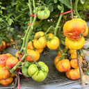 778 Honey Rose Tomato, 5 Seeds