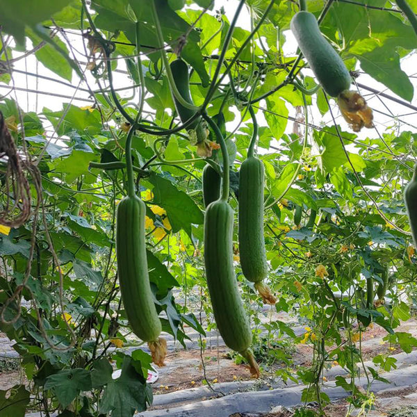 Green Superior Luffa Seeds, 20 Seeds