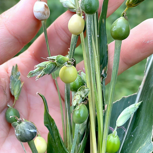 Job's Tears Seeds, 50 Seeds
