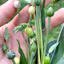 Job's Tears Seeds, 50 Seeds