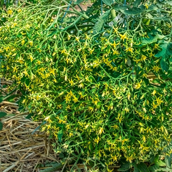 587 Lucfichoise Tomato, 5 Seeds