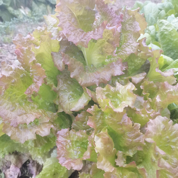 Purple Red Lettuce Seeds, 5g