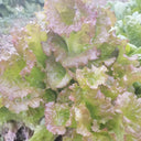 Purple Red Lettuce Seeds, 5g