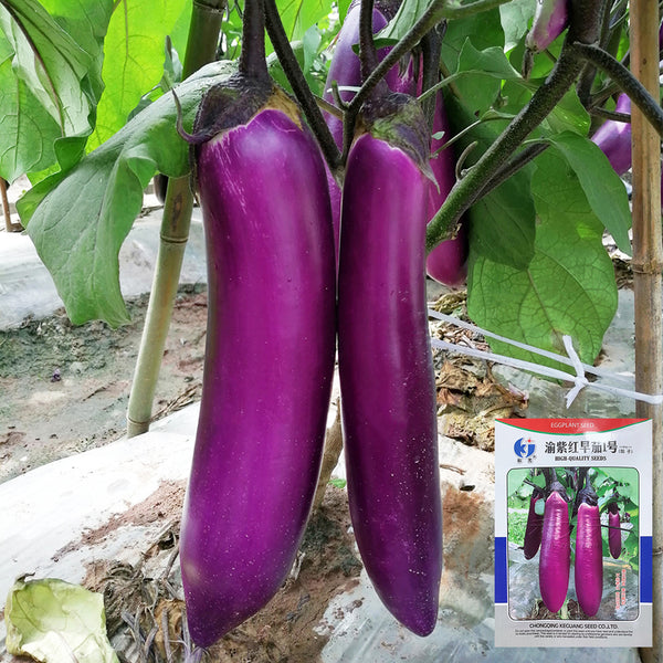Chongqing Early No.1 Purple-Red Eggplant Seeds, 8g