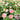 Camellia-Flowered Balsam (Mixed Colours) Seeds, 1g