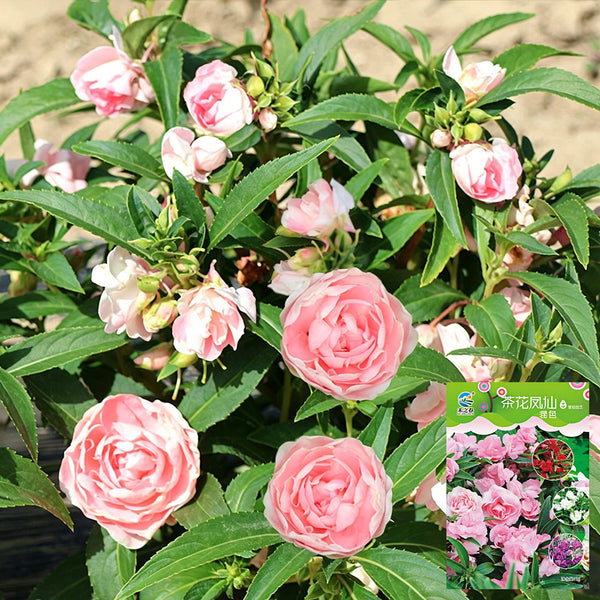 Camellia-Flowered Balsam (Mixed Colours) Seeds, 1g