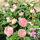 Camellia-Flowered Balsam (Mixed Colours) Seeds, 1g