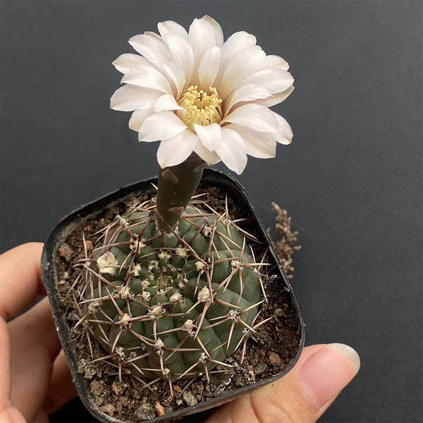 Gymnocalycium quehlianum, 3-4cm