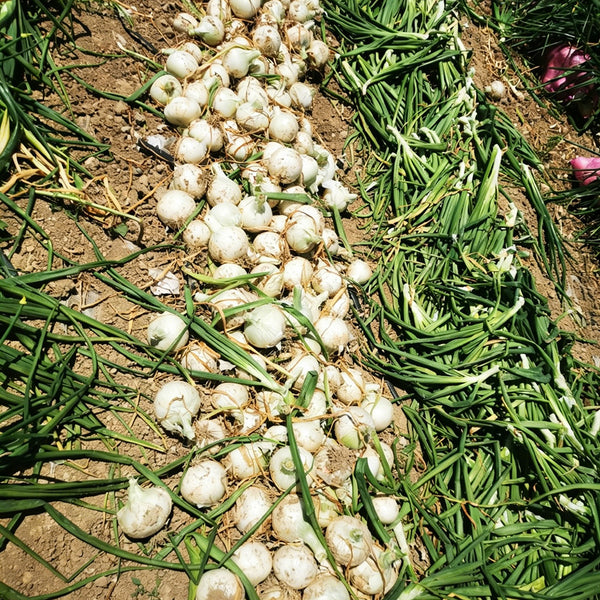 White Bulb Onion Seeds, 10 Grams = 2500~ 3000 Seeds