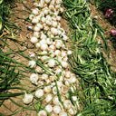 White Bulb Onion Seeds, 10 Grams = 2500~ 3000 Seeds
