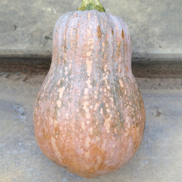Honey Aroma Mini Pumpkin, 5 Seeds