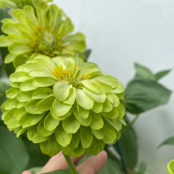 Green Envy Zinnia Seeds, 100 Seeds