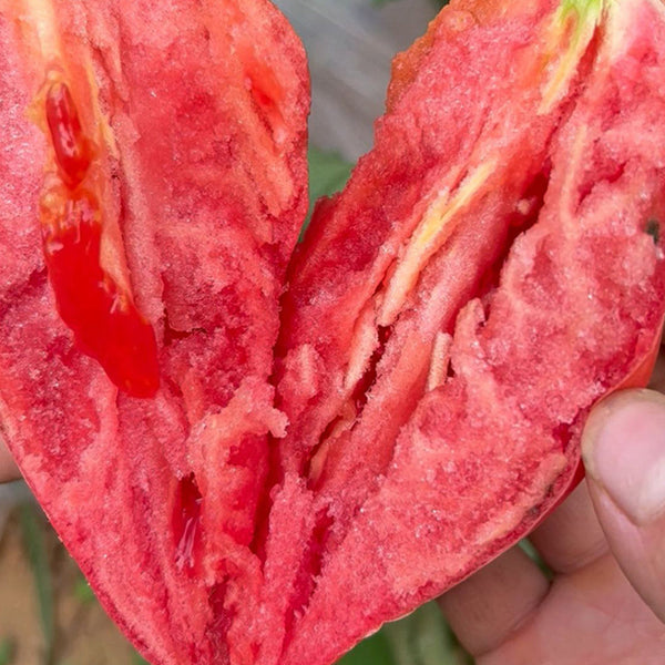 'Mango Honey' Red Banana Tomato Seeds