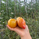 'Eden's Garden No. 6' Tomato Seeds, 5 Seeds