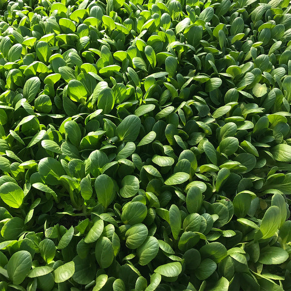 'Tingmei No.1' Baby Bok Choy Seeds, 20g