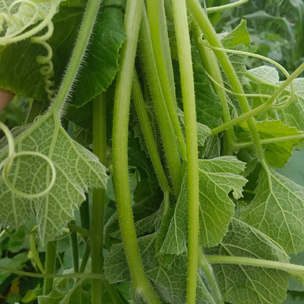 Tasty Pumpkin Shoots Seeds, 20g