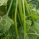 Tasty Pumpkin Shoots Seeds, 20g