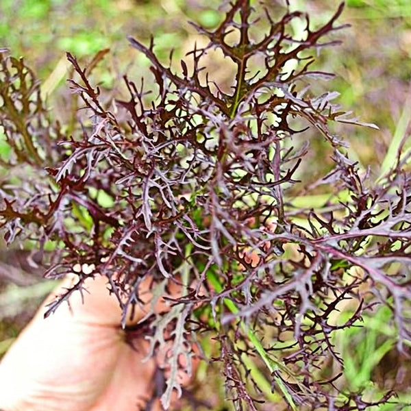 Fine-Leaf Purple Mustard Seeds, 10g