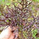 Fine-Leaf Purple Mustard Seeds, 10g
