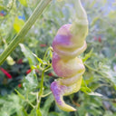 Aji Confusion Pepper Seeds, 3 Seeds