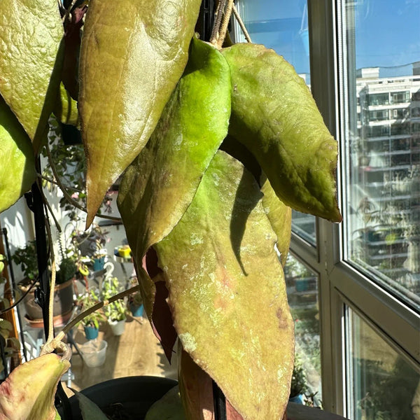 Hoya caudata 'Big Green Leaf', 1 Cutting