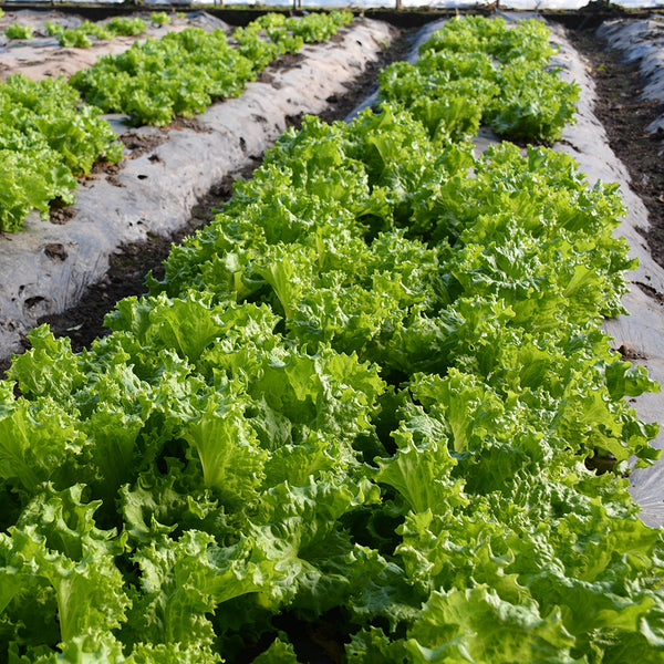Chrysanthemum Salad Lettuce Seeds, 1g