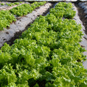 Chrysanthemum Salad Lettuce Seeds, 1g