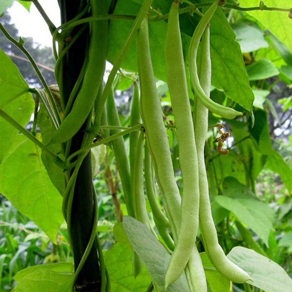 'Shuangqing Yudou' Snap Bean Seeds, 25g