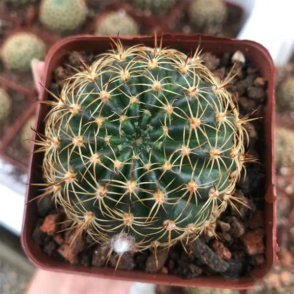 Lobivia Cactus, 3-4cm