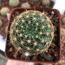 Lobivia Cactus, 3-4cm