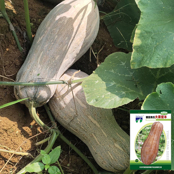 Large-Fruited Miben Pumpkin Seeds, 2g