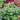 Apple Mint, 1000 Seeds