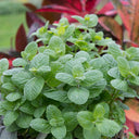 Apple Mint, 1000 Seeds
