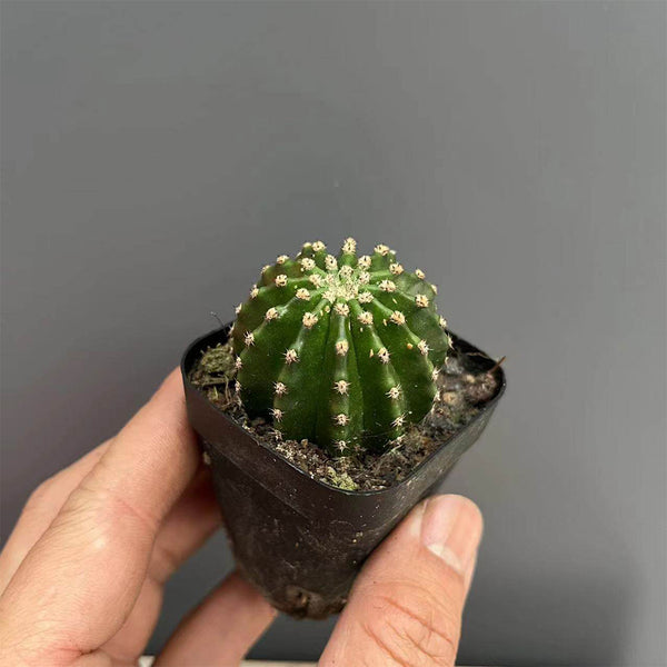 Echinopsis Hybrid 'Heijingang', 3-4cm